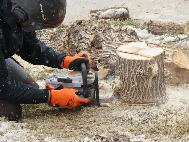 What Is Stump Grinding? What to Expect Before You Hire